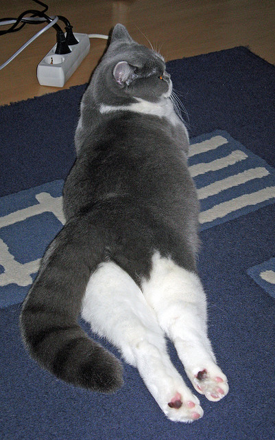 异乡人的利刃,当基耶萨为突尼斯刺破波兰,改写历史的一球