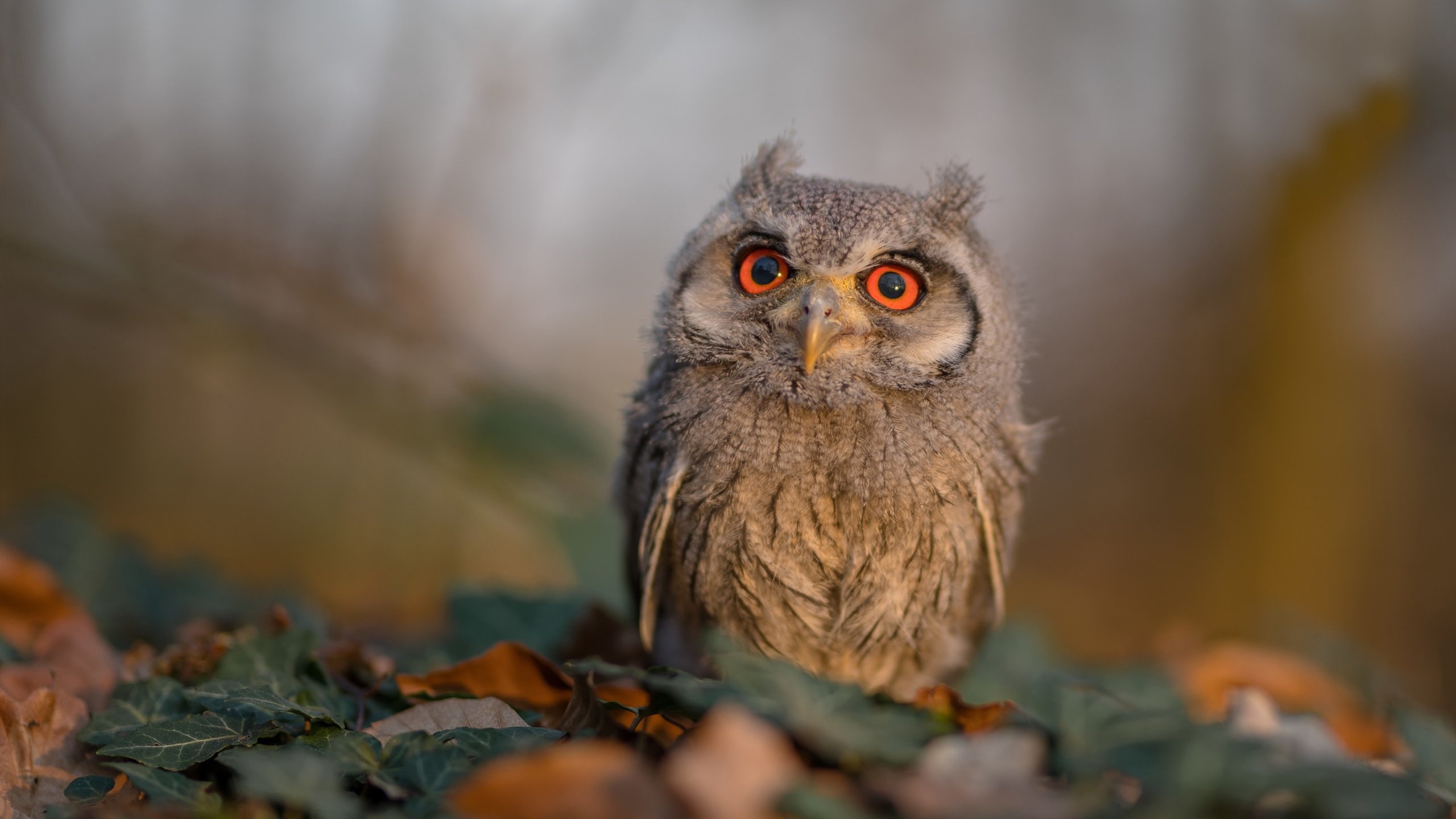 低效射手还是唯一英雄？范弗利特用独行侠的绝望铸就爵士答案