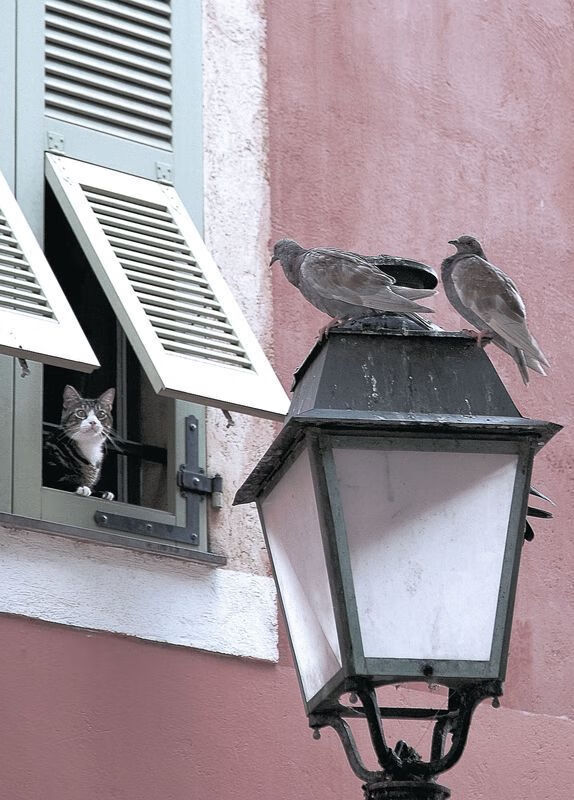 范戴克方向盘后的艺术,当F1赛道上演北欧童话,芬兰精神碾压摩洛哥奇迹