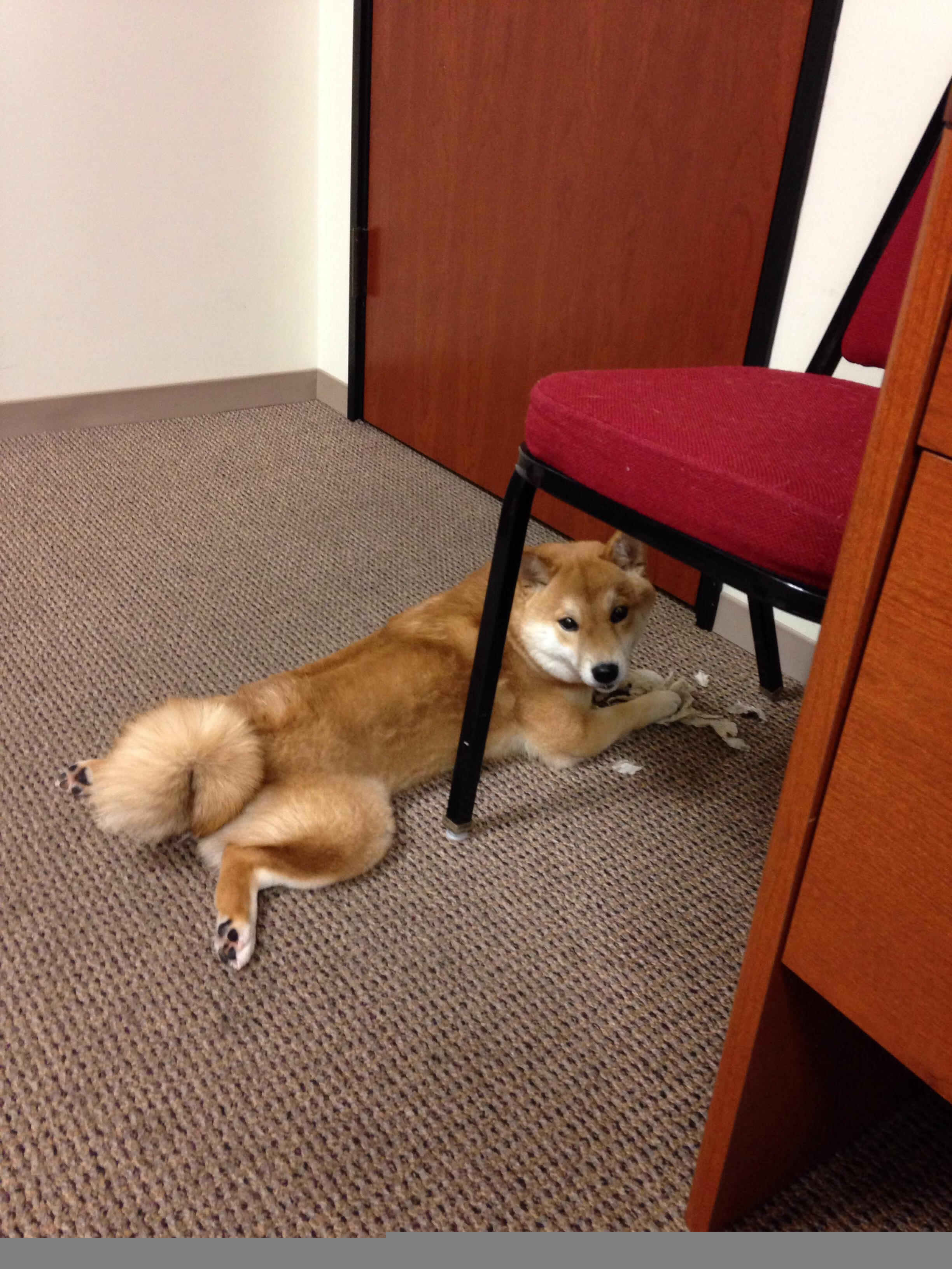 钢铁城墙崩塌之夜,范戴克穿越基辅迷雾的救赎之战