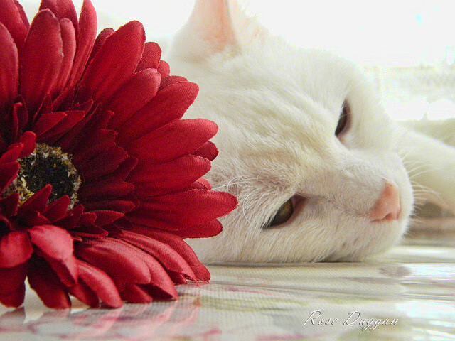 铁血与黎明，从吉林逆袭到爱德华兹接管，时代更替的铁证