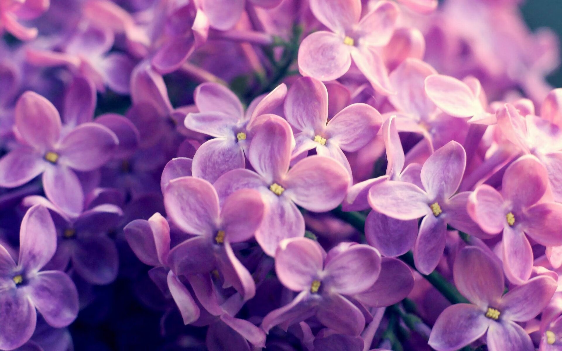 东瀛火炮轰塌床单军团,罗德里戈化身关键先生一剑封喉