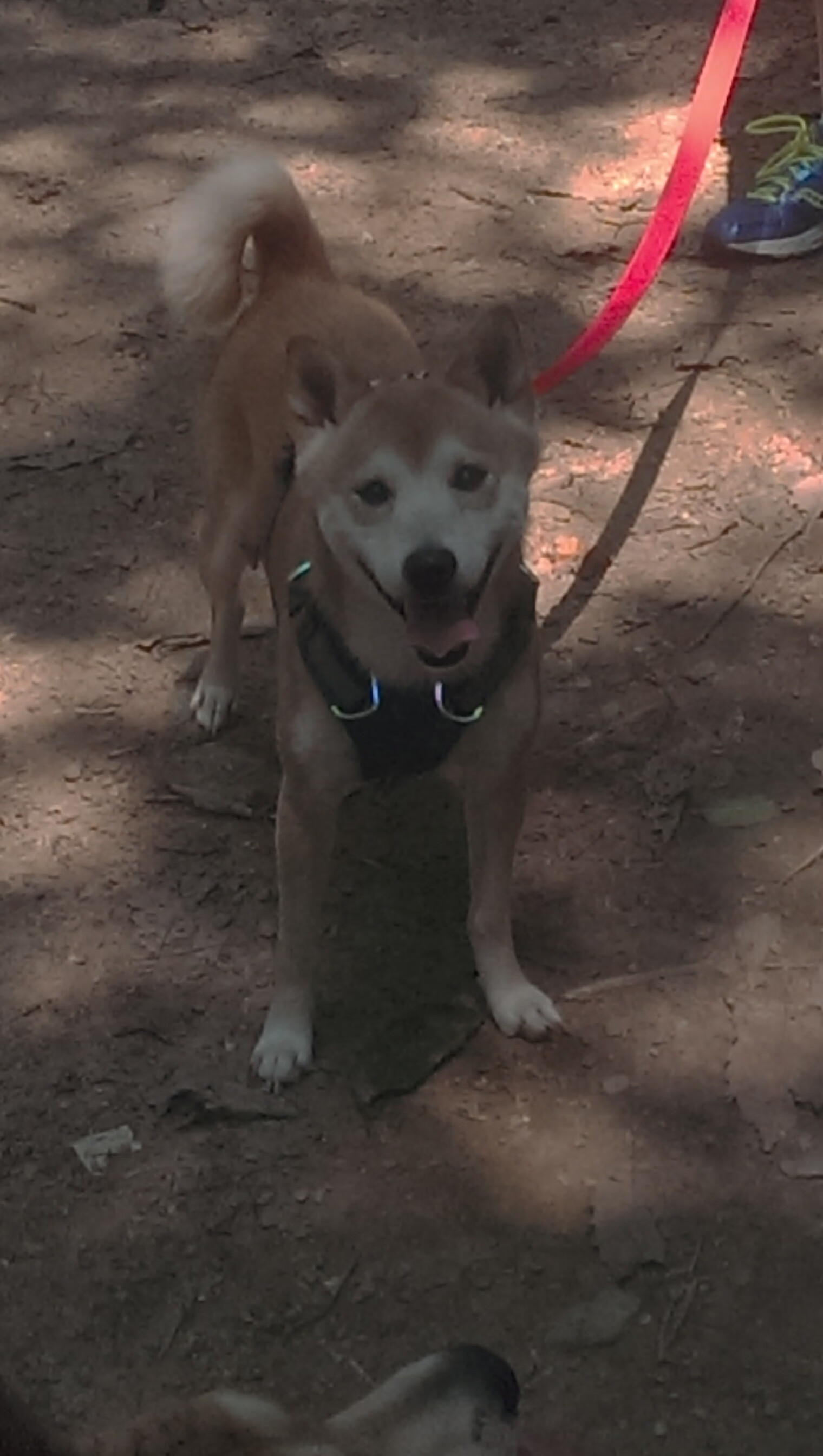 东瀛火炮轰塌床单军团,罗德里戈化身关键先生一剑封喉