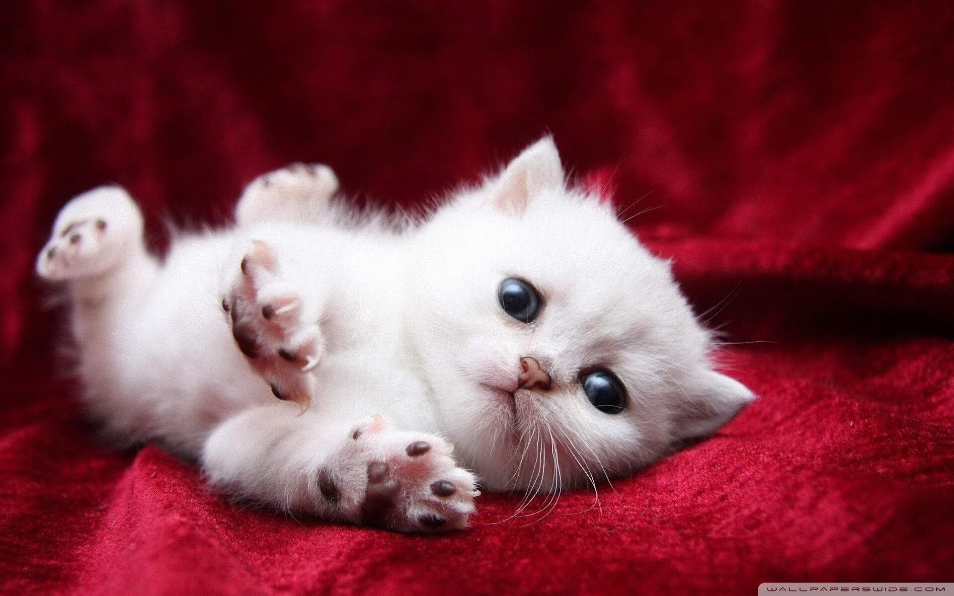 跨界对决，当国王遇上黄蜂，字母哥如何一锤定音？