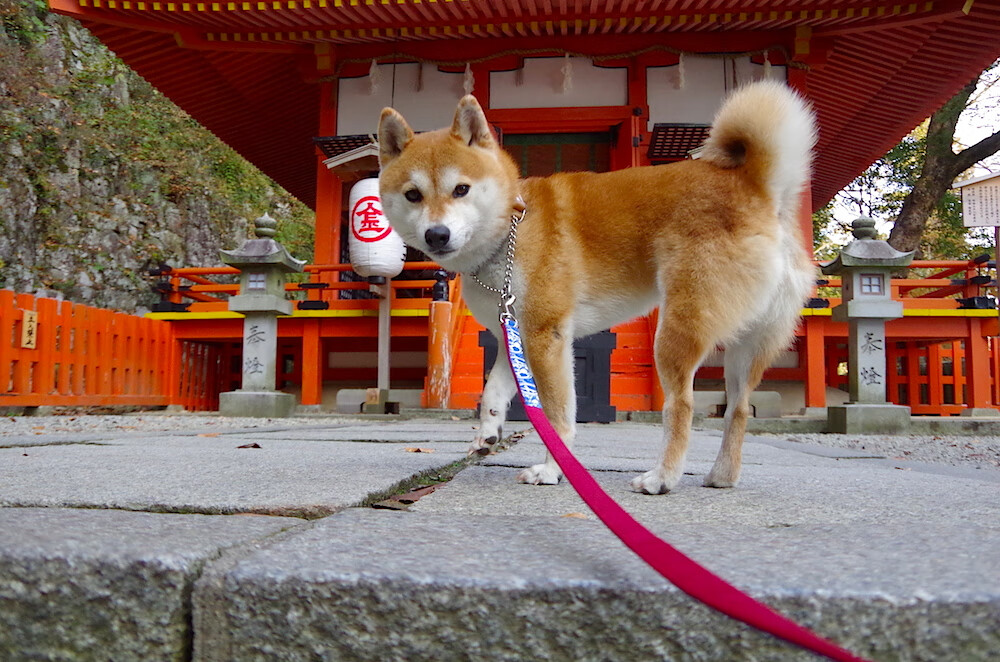 当铁网缠住箭雨，灰熊用窒息防守绞杀火箭，德罗赞以古典技艺持续撕裂防线