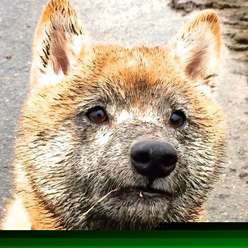 绿茵双城记，超级巨星的黄昏，与一个民族的清晨